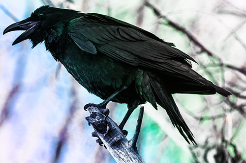 Raven Croaking Among Tree Branches (Rainbow Tint Photo)