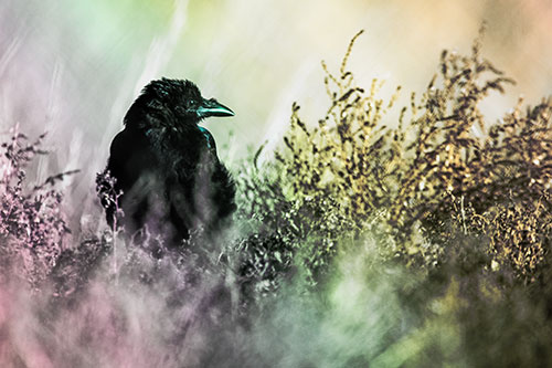 Raven Glancing Sideways Among Plants (Rainbow Tint Photo)