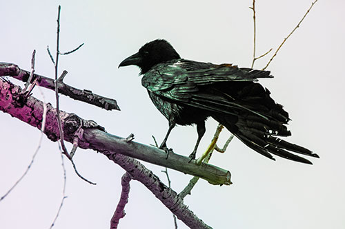 Raven Grips Onto Broken Tree Branch (Rainbow Tint Photo)