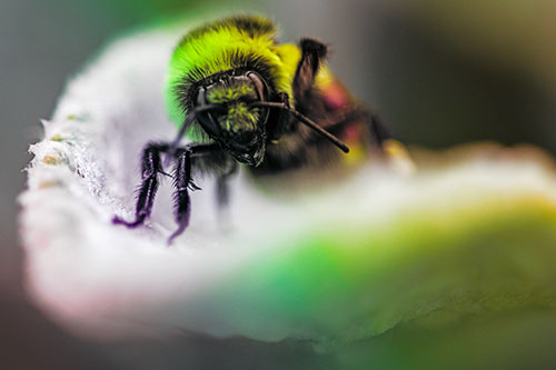 Red Belted Bumble Bee Crawling Flower Petal Edge (Rainbow Tint)