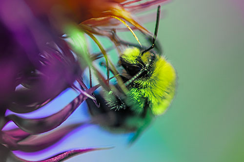 Red Belted Bumble Bee Hanging Onto Thistle Flower (Rainbow Tint Photo)