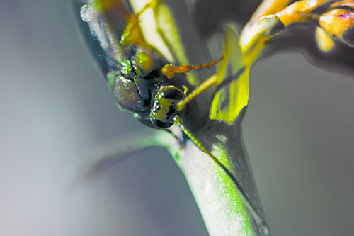 Red Wasp Crawling Down Flower Stem (Rainbow Tint Photo)