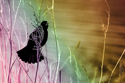 Red Winged Blackbird Chirping From Plant Top (Rainbow Tint Photo)