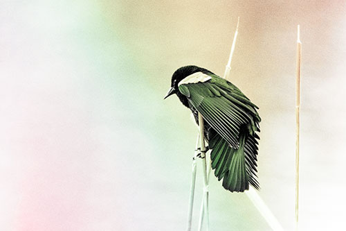Red Winged Blackbird Clasping Onto Sticks (Rainbow Tint Photo)