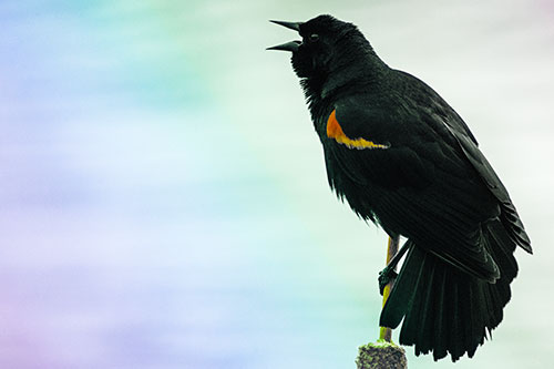 Red Winged Blackbird Singing Atop Cattail Branch (Rainbow Tint)