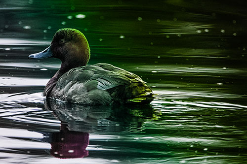 Redhead Duck Floating Atop Lake Water (Rainbow Tint Photo)