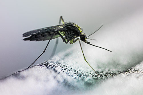 Resting Mosquito Awaits Warmth Among Sunlight (Rainbow Tint)