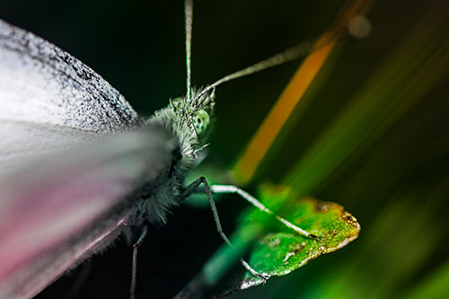 Resting Wood White Butterfly Perched Atop Leaf (Rainbow Tint Photo)