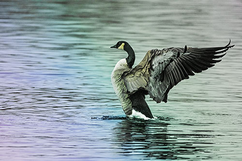 Rising Canadian Goose Spreading Wings Among Lake Top (Rainbow Tint)