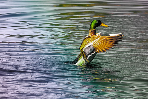 Rising Mallard Duck Flapping Wings Among Rippling Water (Rainbow Tint)