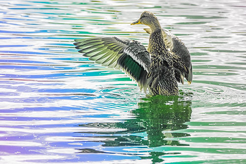 Rising Mallard Duck Flaps Wings Atop Lake (Rainbow Tint)