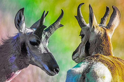 Romantic Pronghorn Couple Get Close (Rainbow Tint)