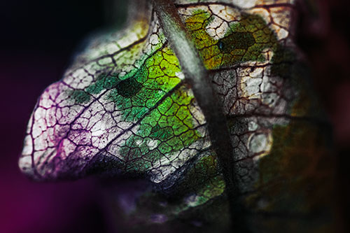 Rotting Veined Leaf Stem Face (Rainbow Tint Photo)