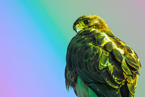 Rough Legged Hawk Glancing Backwards (Rainbow Tint Photo)