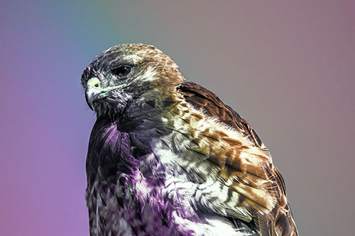 Rough Legged Hawk Keeping An Eye Out (Rainbow Tint Photo)