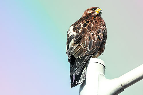 Rough Legged Hawk Occupies Light Pole Top (Rainbow Tint Photo)