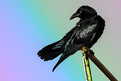 Rusted Rail Raven Keeping Watch (Rainbow Tint)