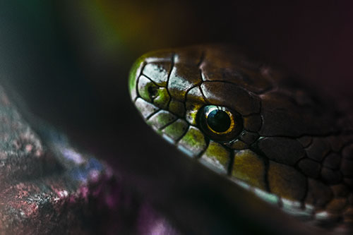 Scared Garter Snake Makes Appearance (Rainbow Tint Photo)