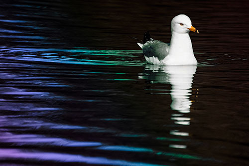 Seagull Floating Among Illuminated Rippling Water (Rainbow Tint)