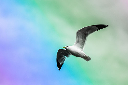 Seagull Flying Among Cloudy Overcast Sky (Rainbow Tint)