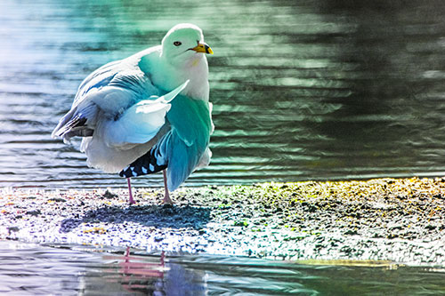 Seagull Grooming Itself Among Lake Shore (Rainbow Tint)