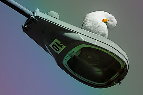 Seagull Grooming Self Atop Street Light Pole (Rainbow Tint)