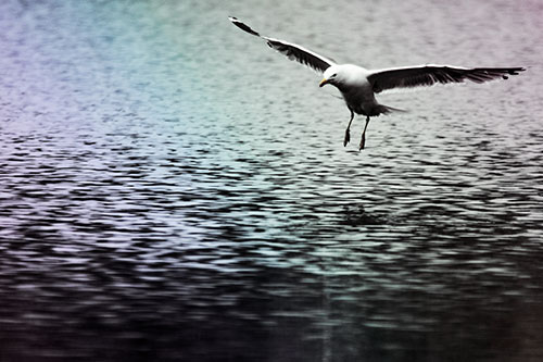 Seagull Landing On Lake Water (Rainbow Tint Photo)