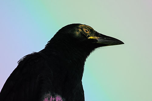 Shaded Crow Gazing Towards Sunlight (Rainbow Tint)