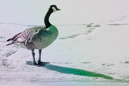 Shadow Casting Canadian Goose Standing Among Snow (Rainbow Tint Photo)