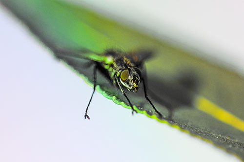 Shadow Casting Cluster Fly Dangles Leg Off Plant Leaf (Rainbow Tint)