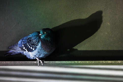 Shadow Casting Pigeon Looking Towards Light (Rainbow Tint)