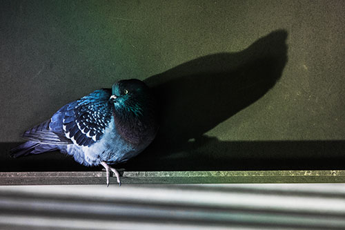 Shadow Casting Pigeon Looking Towards Light (Rainbow Tint Photo)