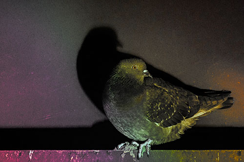 Shadow Casting Pigeon Perched Among Steel Beam (Rainbow Tint Photo)