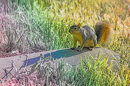 Shadow Casting Squirrel Sitting Atop Concrete Drain (Rainbow Tint)