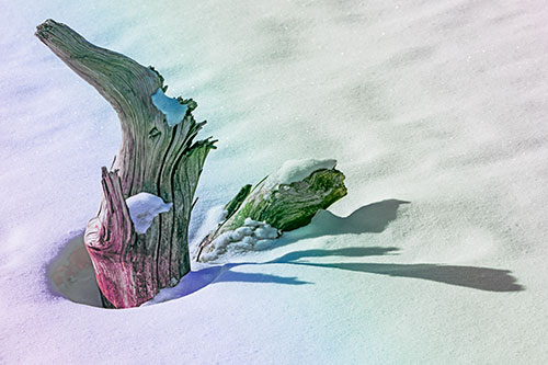 Shadow Casting Tree Trunk Waving Among Snow (Rainbow Tint)