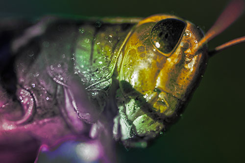 Shadow Casts Smile Across Grasshoppers Face (Rainbow Tint Photo)