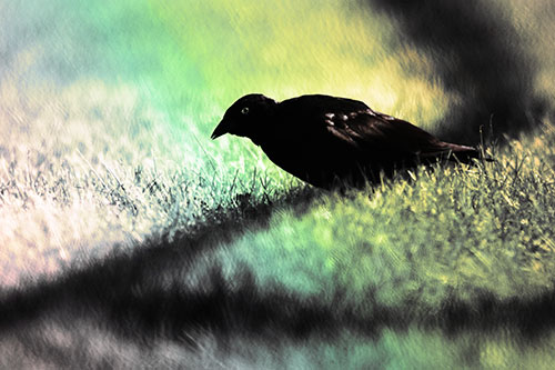 Shadow Standing Grackle Bird Leaning Forward On Grass (Rainbow Tint Photo)