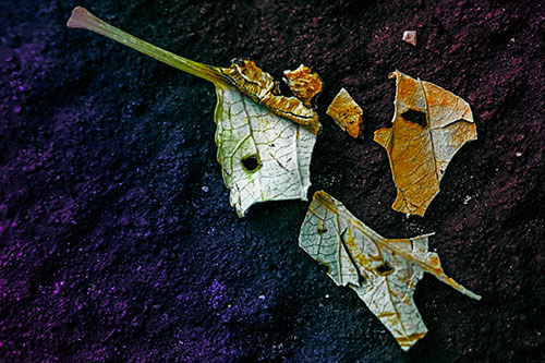 Shattered Leaf Face Separating Atop Pavement (Rainbow Tint)