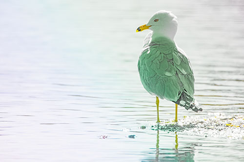 Shore Standing Seagull Watches Across Lake (Rainbow Tint)
