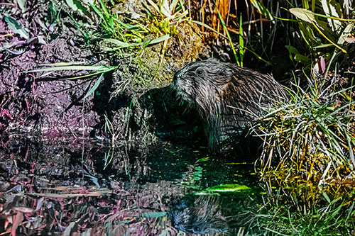 Shy Muskrat Sits Among Shallow Stream (Rainbow Tint)