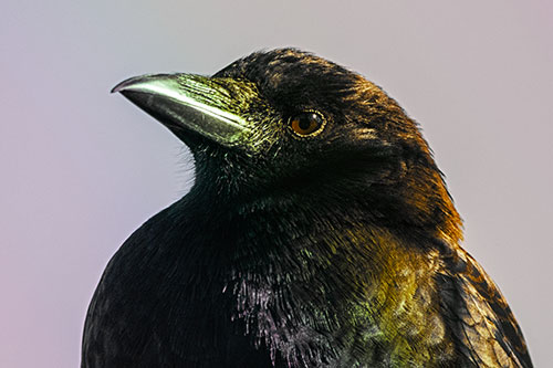 Side Glancing Crow Among Sunlight (Rainbow Tint Photo)