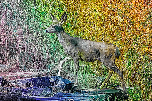 Side Glancing Mule Deer Walking Up Stepping Stones (Rainbow Tint)
