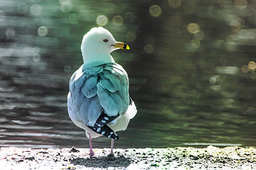 Sideways Glancing Seagull Observing Lake Surroundings (Rainbow Tint)