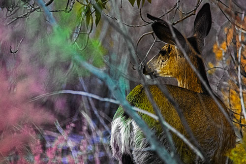 Sideways Glancing White Tailed Deer Beyond Tree Branches (Rainbow Tint Photo)