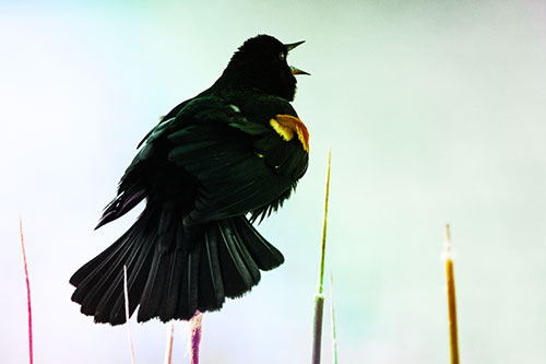 Singing Red Winged Blackbird Atop Cattail Branch (Rainbow Tint Photo)