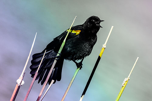 Singing Red Winged Blackbird Gripping Ahold Between Leaning Cattail Branches (Rainbow Tint)