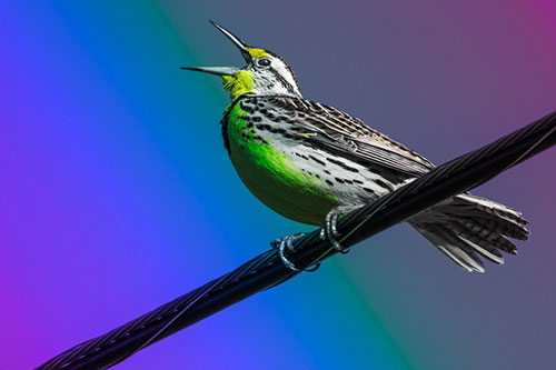Singing Western Meadowlark Perched Atop Powerline Wire (Rainbow Tint Photo)