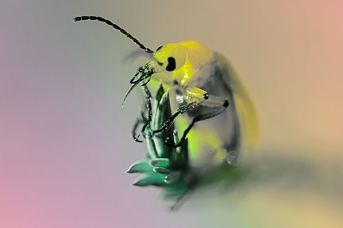 Sitting Blister Beetle Riding Plant Top (Rainbow Tint)