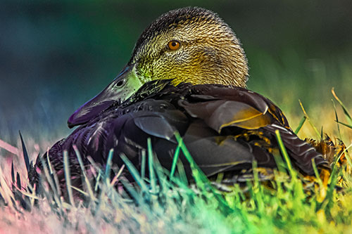Sitting Mallard Duck Resting Among Grass (Rainbow Tint)