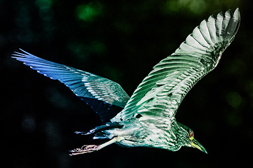Skittish Black Crowned Night Heron Flying Towards Seclusion (Rainbow Tint)